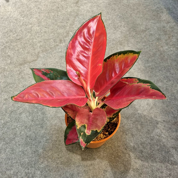 Aglaonema 'Suksom Jaipong' in Ø15CM Pot