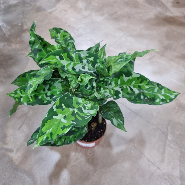 WhatsAppImage2024-09-09at5.04.