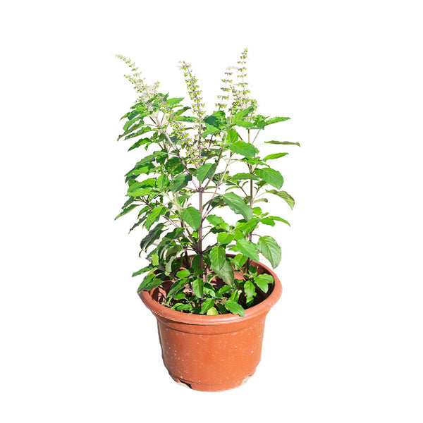 Holy Basil Tulasi in 16CM Pot