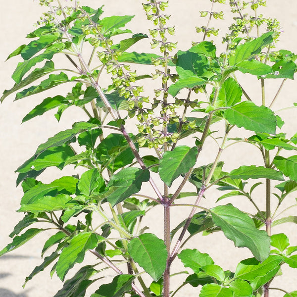 Holy Basil Tulasi in 16CM Pot Shop Online at Ban Nee Chen