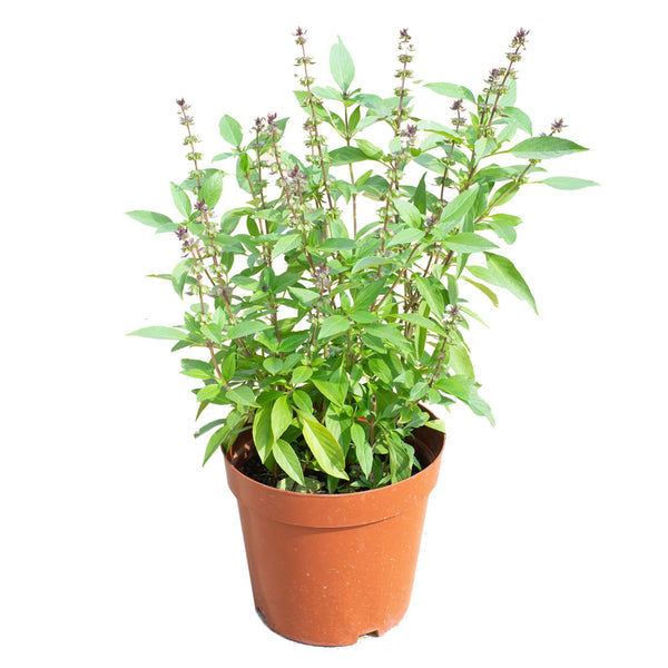 Thai Basil in 16CM Pot Shop Online at Ban Nee Chen Nursery