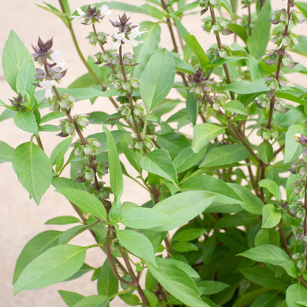 Thai Basil in 16CM Pot Shop Online at Ban Nee Chen Nursery