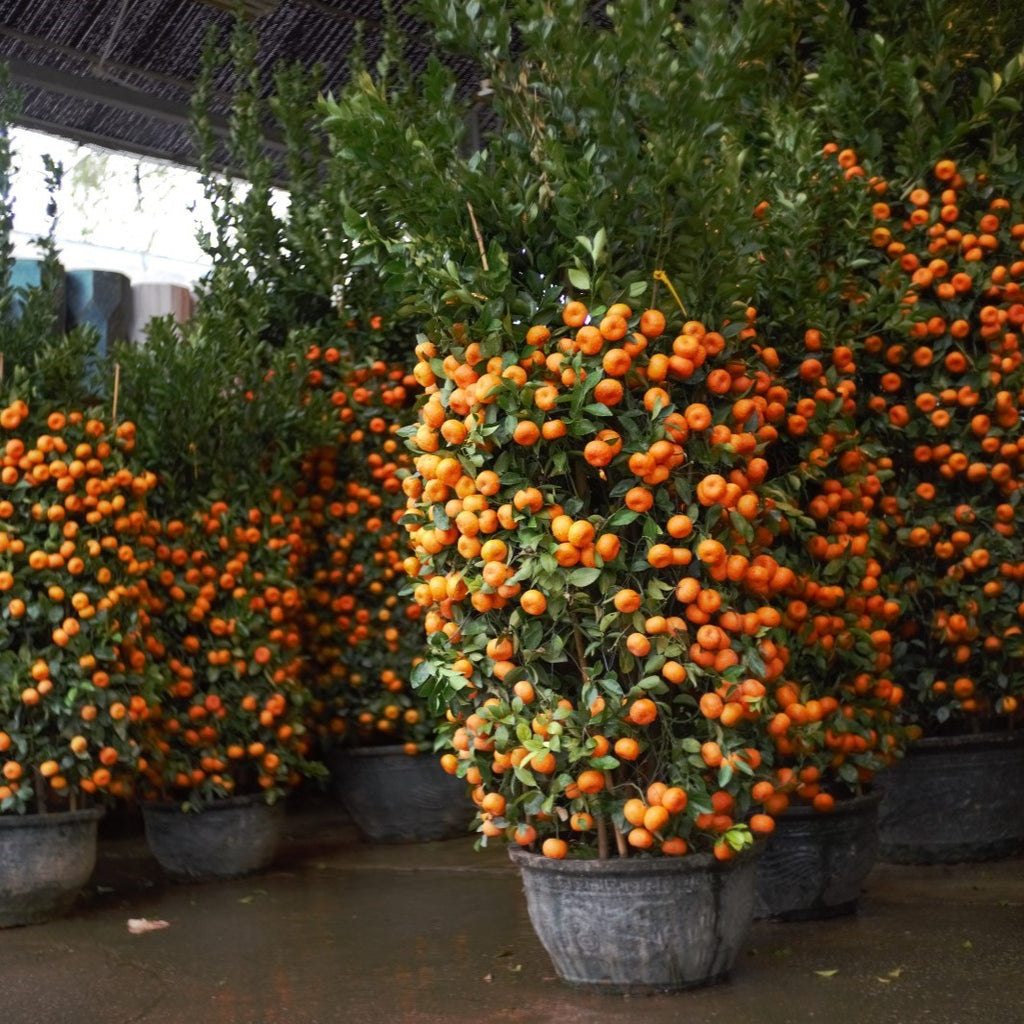 Chinese New Year Citrus Plants