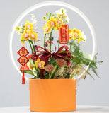Premium Phalaenopsis Orchid Arrangement in Metal Pots 蝴蝶兰
