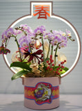 Premium Phalaenopsis Orchid Arrangement in Metal Pots 蝴蝶兰