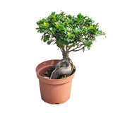 Ficus Ginseng Bonsai