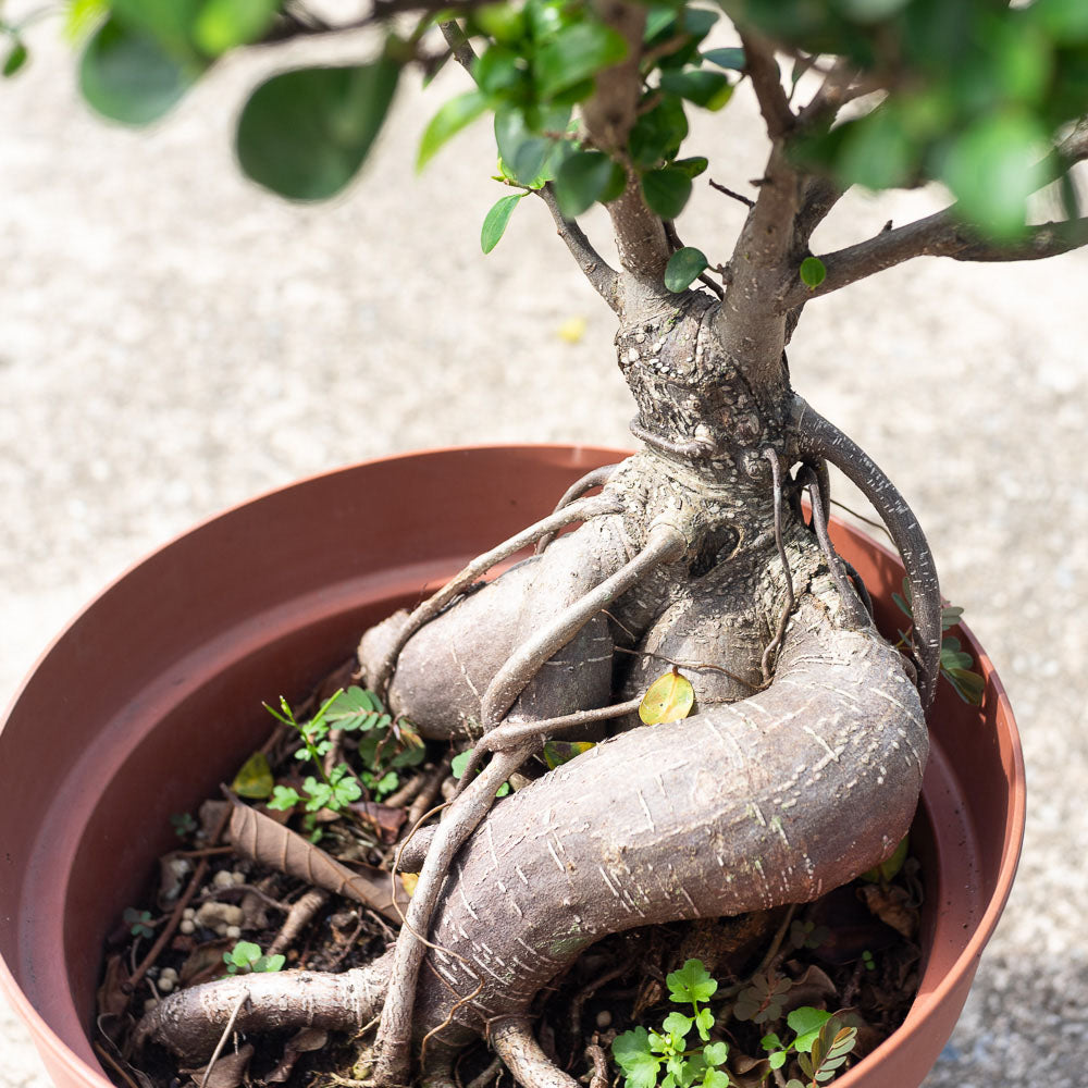 Ficus Ginseng Bonsai