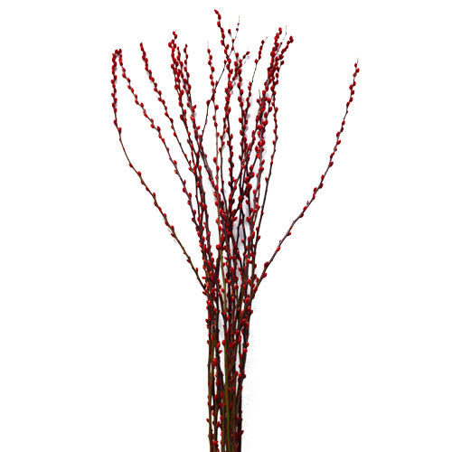 Coloured Pussy Willow 彩色银柳 (Bundle of 10 Branches)