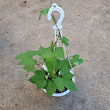 Ipomoea tricolor (Morning glory) in Ø22CM Pot