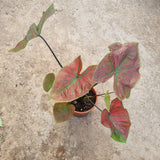 Caladium 'Red Sun' in Ø12CM Pot