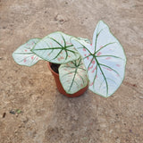 Caladium 'Strawberry Star' in Ø12CM Pot