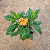 Crossandra in Ø15CM Pot