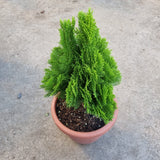 Thuja orientalis in Ø26CM Pot