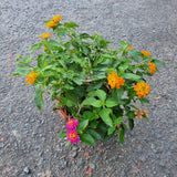 Lantana in Ø22CM Pot