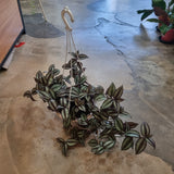 Tradescantia 'Zebrina' in Ø22CM Pot