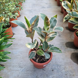 Ficus elastica 'Tineke' in Ø26CM Pot