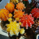 Grafted Cactus in Ø5CM Pot