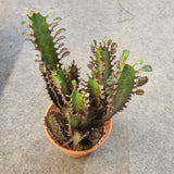 Euphorbia trigona 'Rubra' in Ø15CM Pot