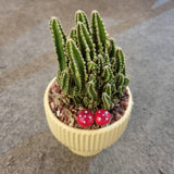 Mini Triangle Cactus Combo in Ø10CM Pot