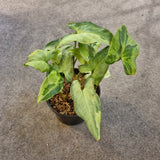 Syngonium 'Three Kings' in Ø12CM Pot