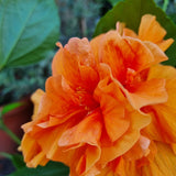 Hibiscus Holland in Ø17CM Pot