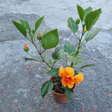 Hibiscus Holland in Ø17CM Pot