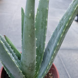 Aloe vera in Ø15CM Pot