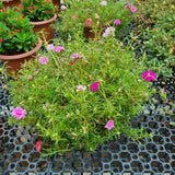 Portulaca grandiflora (Japanese Rose) in Ø15CM Pot