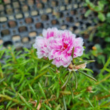 Portulaca grandiflora (Japanese Rose) in Ø15CM Pot