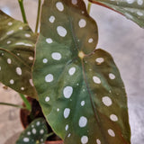 Begonia maculata (Polka-dot Begonia) in Ø15CM Pot