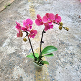 Phalaenopsis Orchid