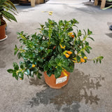 Nematanthus Orange/Red 'Herens' (Gold Fish Plant) in Ø15CM Pot