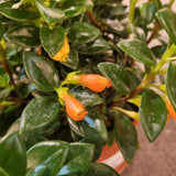 Nematanthus Orange/Red 'Herens' (Gold Fish Plant) in Ø15CM Pot