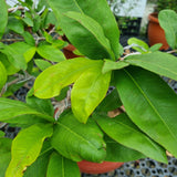 Apricot Blossom Bonsai in 20CM Pot