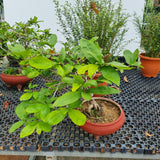 Apricot Blossom Bonsai in 20CM Pot