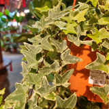 Hedera helix (English Ivy) in Ø15CM Hanging Pot