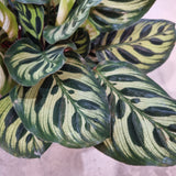 Calathea makoyana