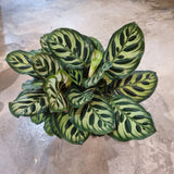 Calathea makoyana