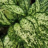 Aglaonema 'White Dalmatian' in Ø12CM Pot