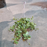 Hedera helix Variegated (English Ivy) in Ø15CM Hanging Pot