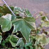 Hedera helix Variegated (English Ivy) in Ø15CM Hanging Pot