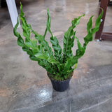 Asplenium 'Fuzzy' Variegated in Ø8CM Pot