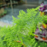 Asparagus Fern in Ø15CM Pot