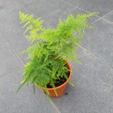 Asparagus Fern in Ø15CM Pot