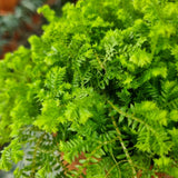 Selaginella bronsiana in Ø10CM Pot