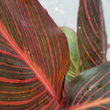 Canna Lily 'Phasion' in Ø15CM Pot