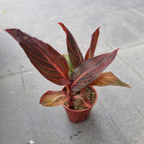 Canna Lily 'Phasion' in Ø15CM Pot