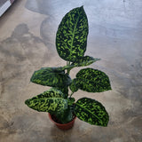 Dieffenbachia Reflector in Ø15CM Pot