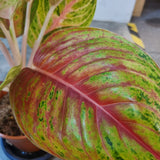 Aglaonema 'Andini' in Ø17CM Pot