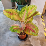 Aglaonema 'Andini' in Ø17CM Pot